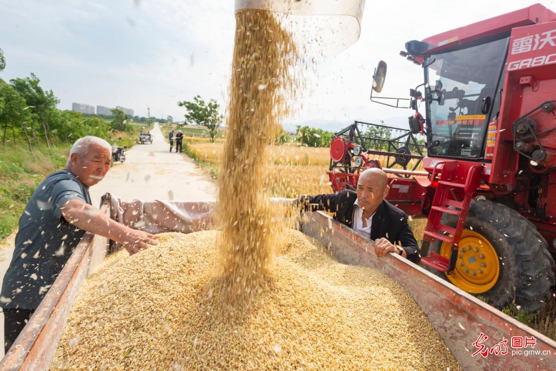 Wheat harvest kicks off in Yuncheng, N China's Shanxi Wheat harvest kicks off in Yuncheng, N China's Shanxi