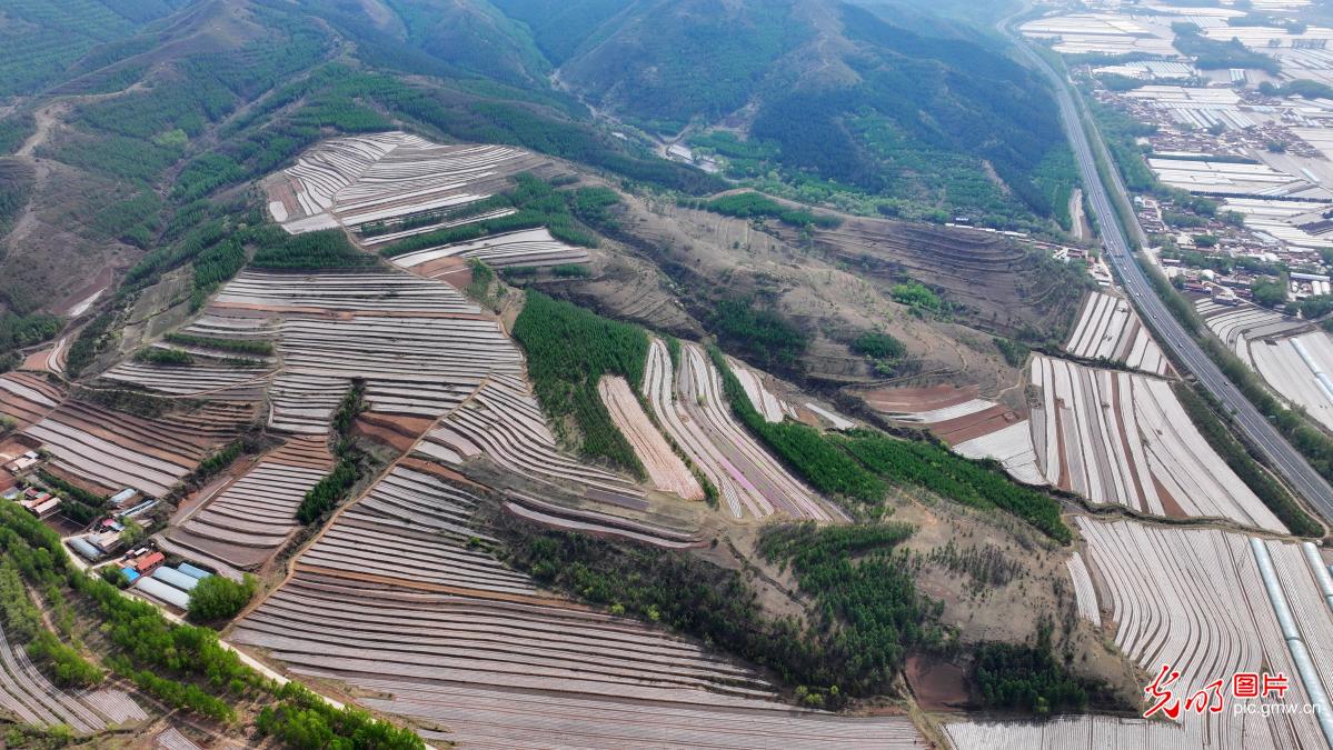 Terraced fields paint vibrant rural revitalization scene in N China's Inner Mongolia Terraced fields paint vibrant rural revitalization scene in N China's Inner Mongolia