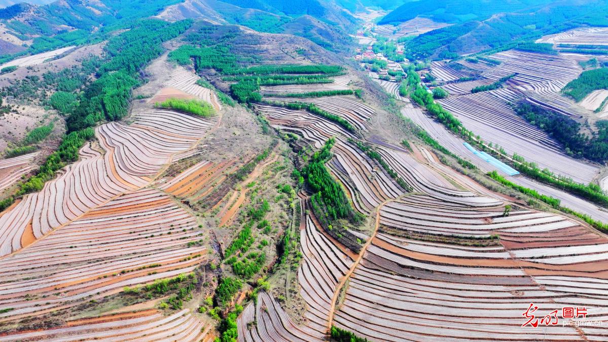 Terraced fields paint vibrant rural revitalization scene in N China's Inner Mongolia Terraced fields paint vibrant rural revitalization scene in N China's Inner Mongolia