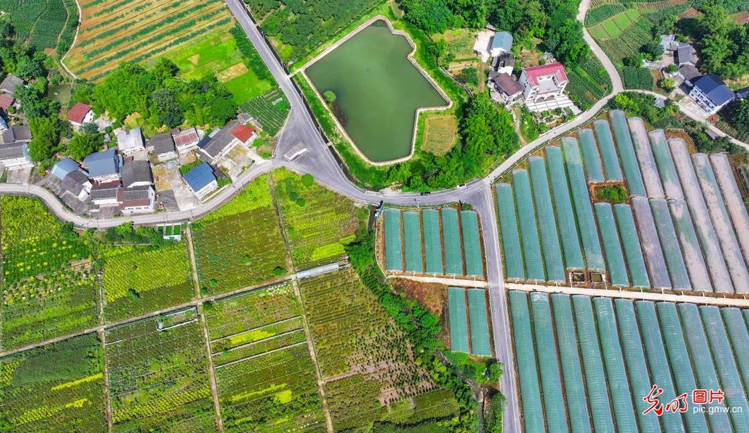 Picturesque rural vitality unfolds in SW China