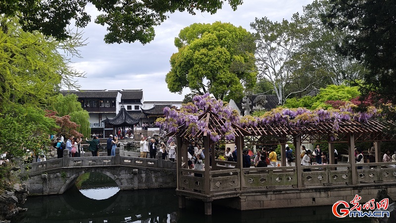 Blooming wisteria brightens Lion Grove Garden Blooming wisteria brightens Lion Grove Garden