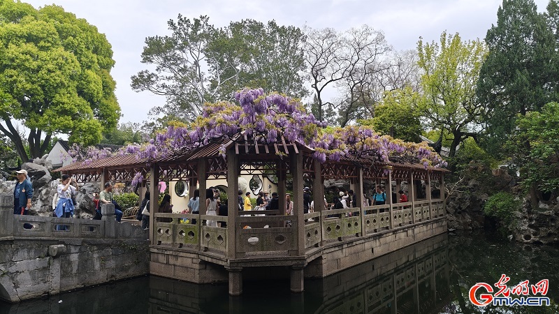 Blooming wisteria brightens Lion Grove Garden Blooming wisteria brightens Lion Grove Garden