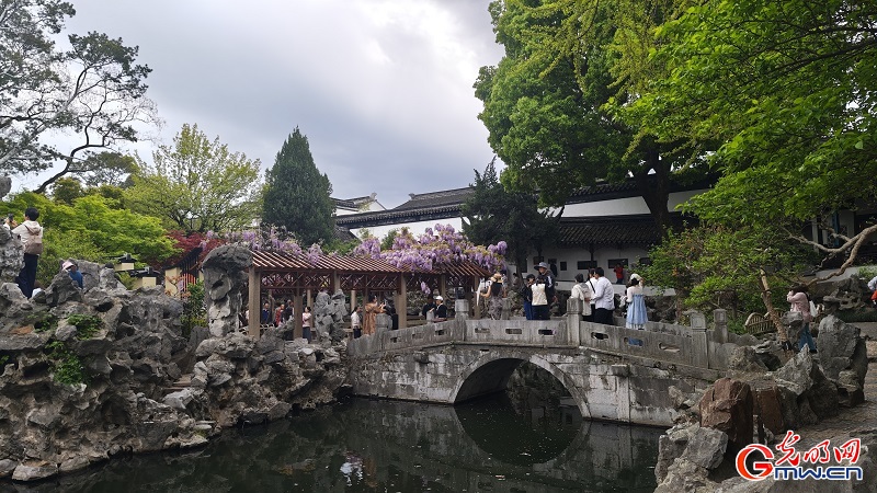Blooming wisteria brightens Lion Grove Garden Blooming wisteria brightens Lion Grove Garden