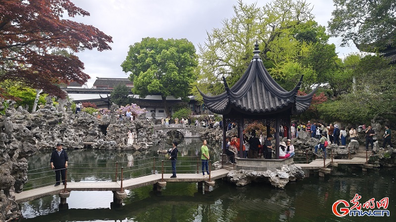 Blooming wisteria brightens Lion Grove Garden Blooming wisteria brightens Lion Grove Garden