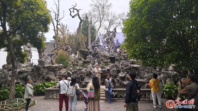 Blooming wisteria brightens Lion Grove Garden Blooming wisteria brightens Lion Grove Garden