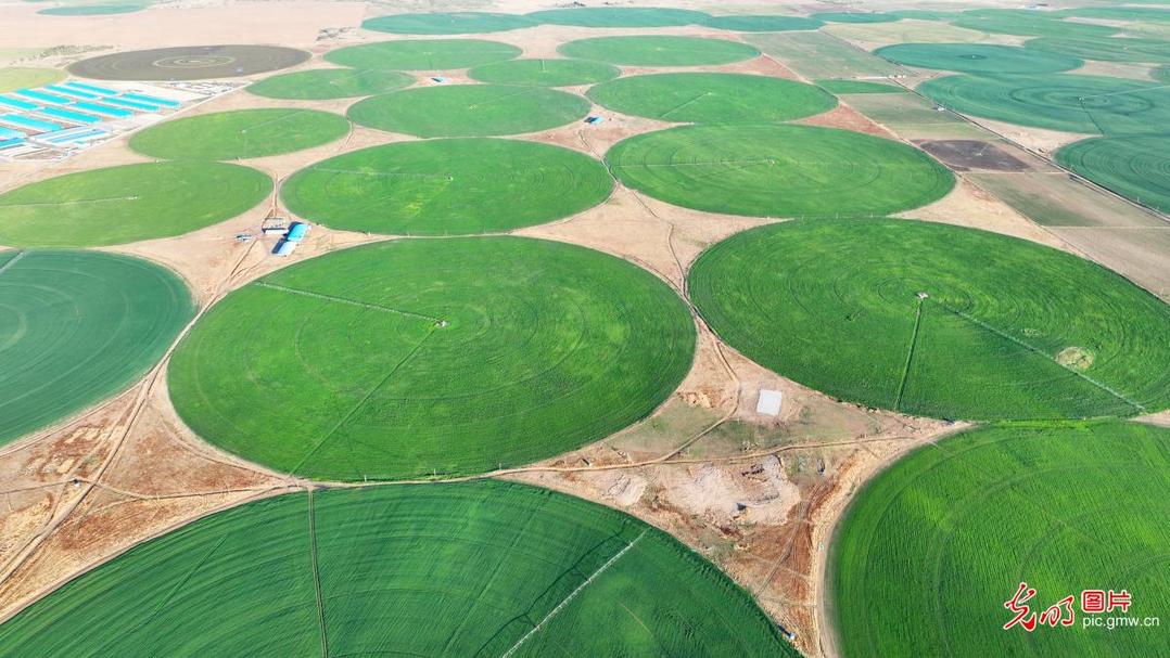 Thriving alfalfa fields blanket Inner Mongolia's grassland Thriving alfalfa fields blanket Inner Mongolia's grassland