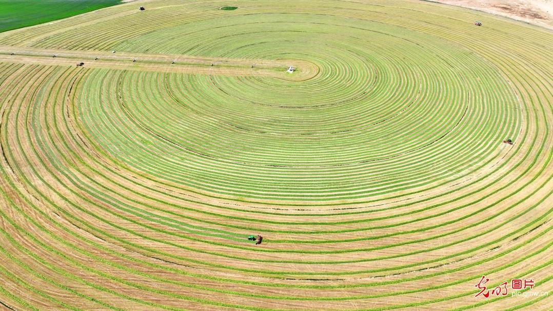 Thriving alfalfa fields blanket Inner Mongolia's grassland Thriving alfalfa fields blanket Inner Mongolia's grassland