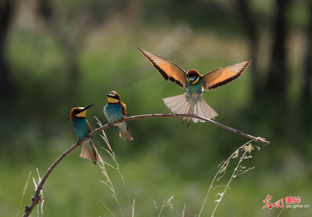 Yellow-throated bee-eater spotted in Altay, NW China's Xinjiang