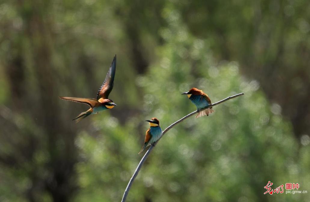 Yellow-throated bee-eater spotted in Altay, NW China's Xinjiang