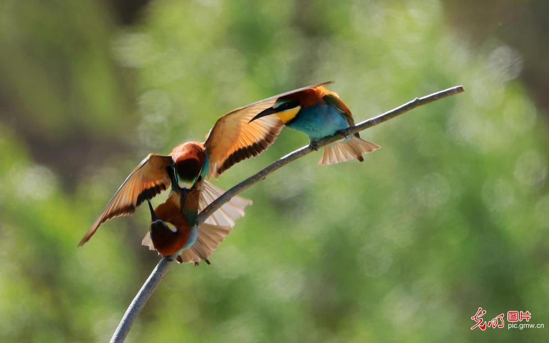 Yellow-throated bee-eater spotted in Altay, NW China's Xinjiang