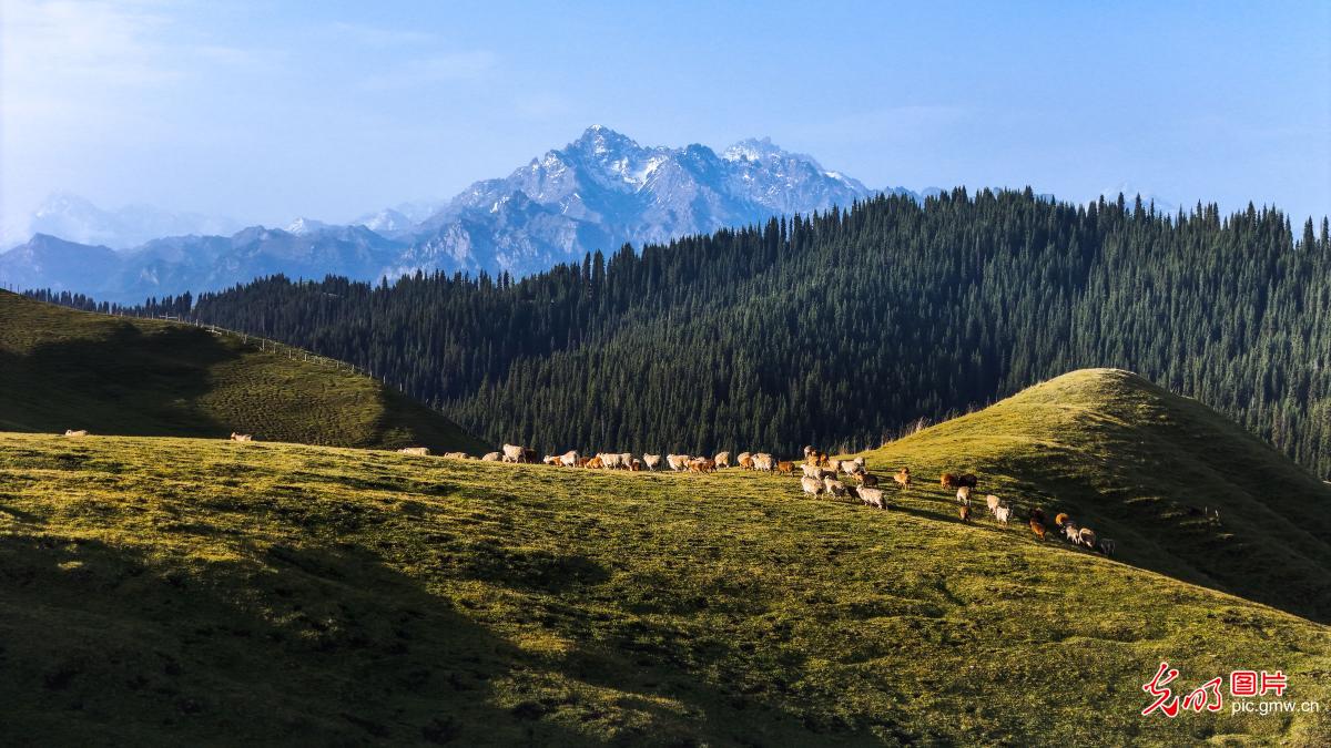 Natural beauty unfolds on Jiangbulati Grassland in NW China's Xinjiang