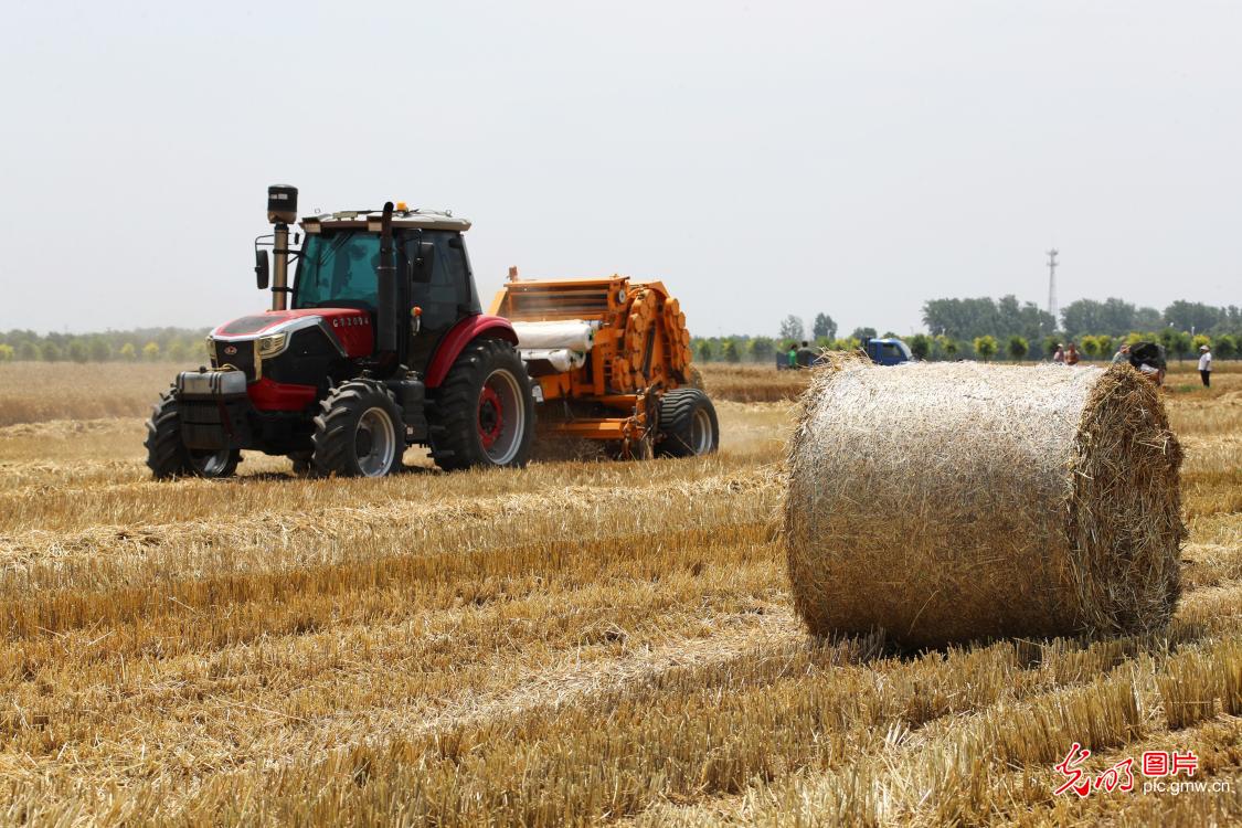 Wheat straw recycling underway in C China's Henan