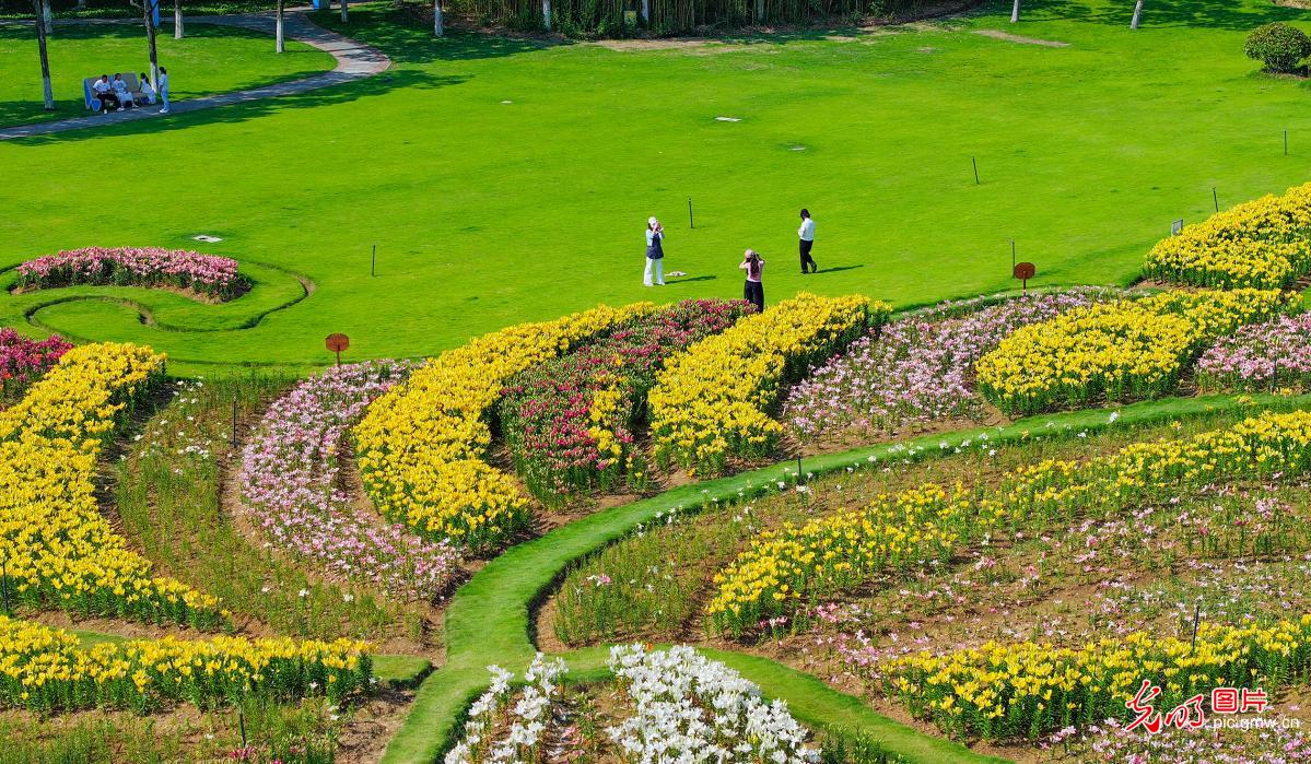 Blooming lilies attract visitors in east China's Jiangsu Blooming lilies attract visitors in east China's Jiangsu
