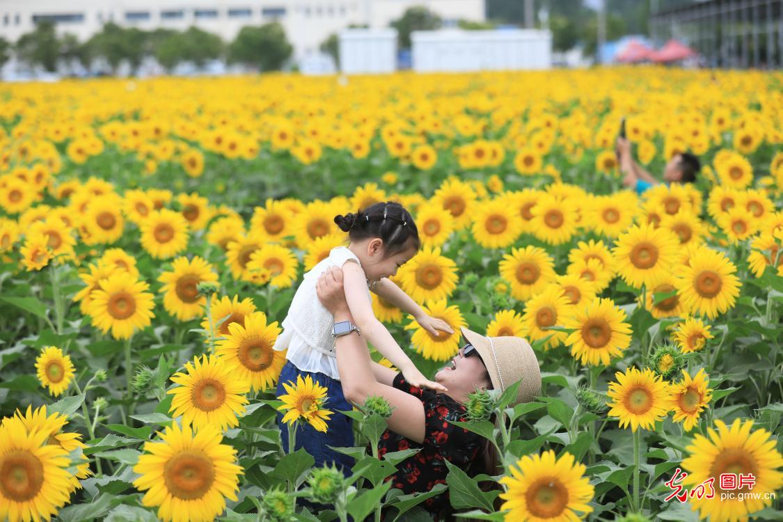 Sunflower fields draw tourists in Huaibei Sunflower fields draw tourists in Huaibei