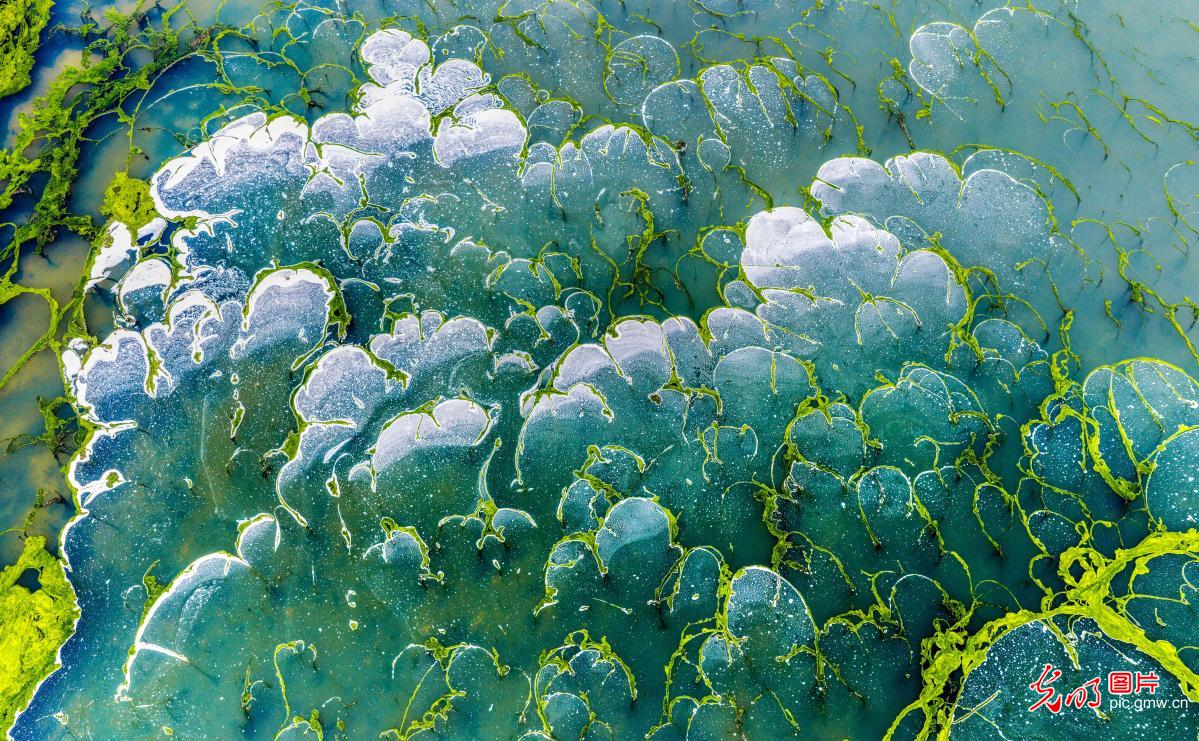 Green algae and foam create natural tapestry at Yuncheng Salt Lake in N China's Shanxi