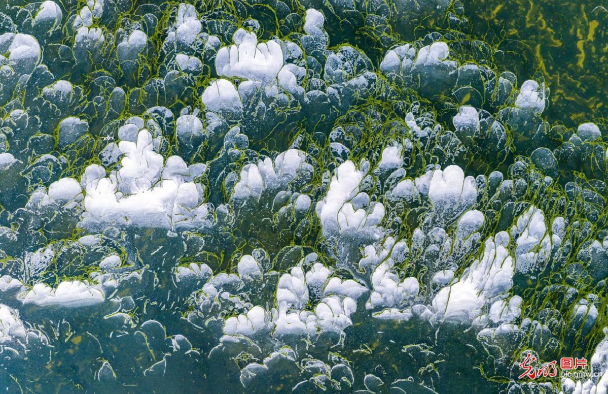 Green algae and foam create natural tapestry at Yuncheng Salt Lake in N China's Shanxi