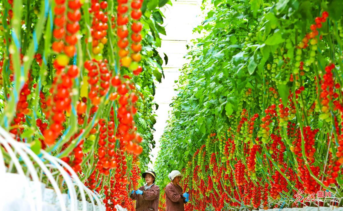 Workers harvest cluster tomatoes in high-tech greenhouse in NW China's Gansu