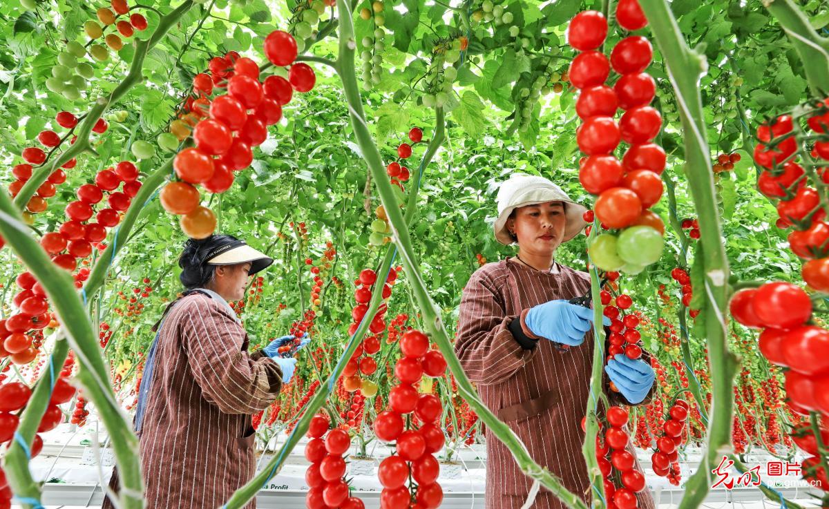 Workers harvest cluster tomatoes in high-tech greenhouse in NW China's Gansu