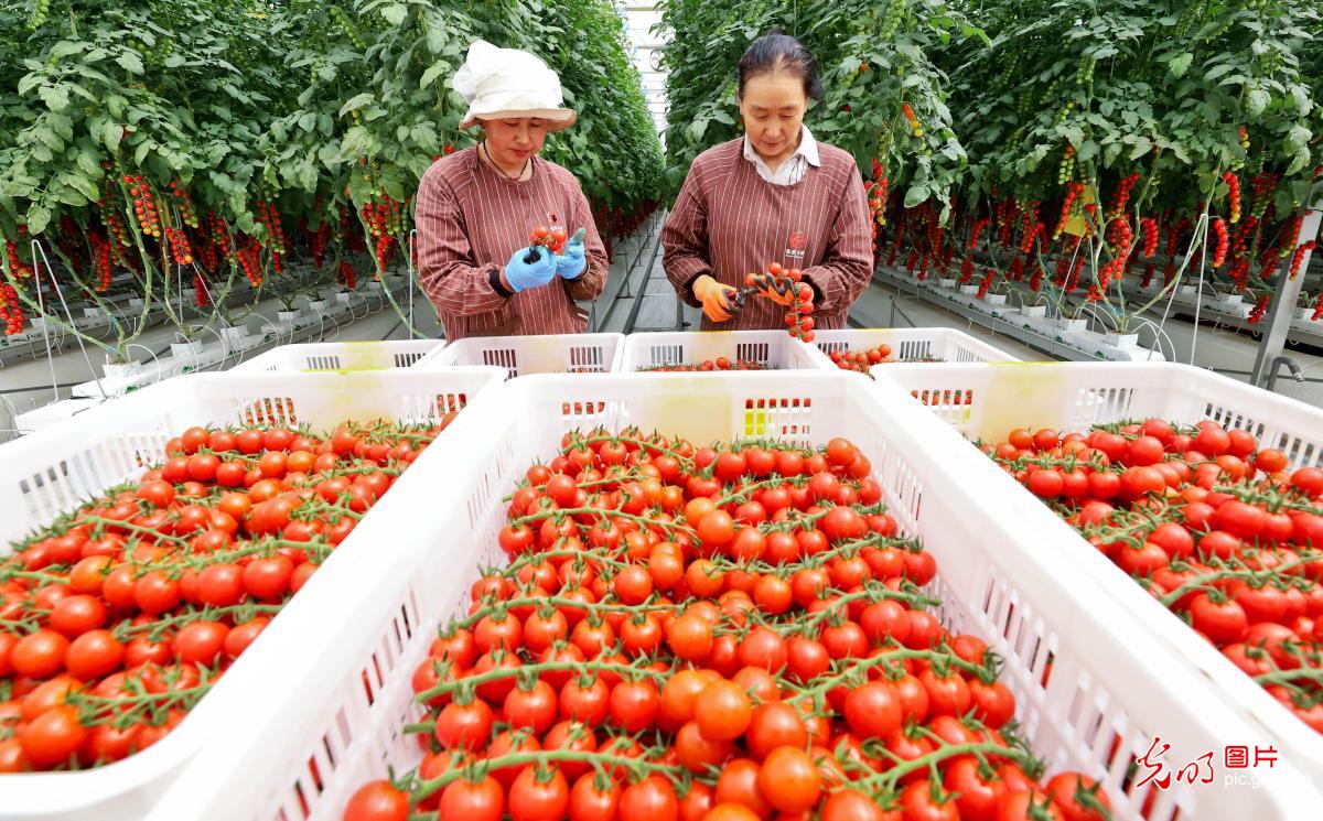 Workers harvest cluster tomatoes in high-tech greenhouse in NW China's Gansu