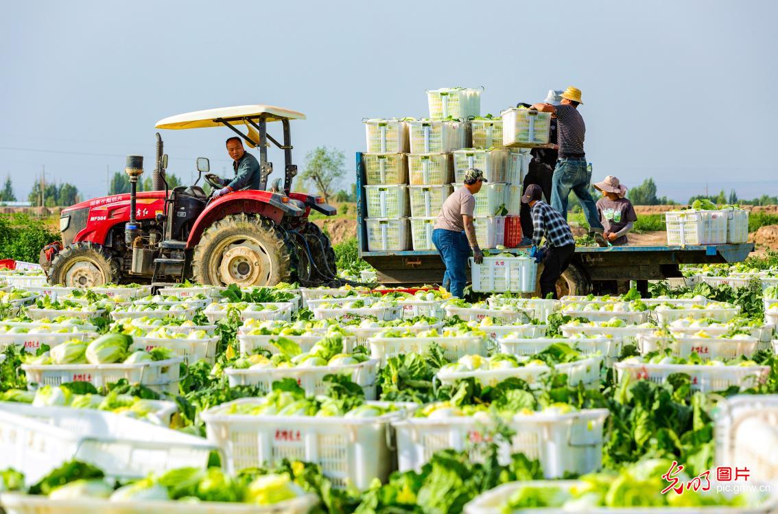 Farmers harvest baby cabbages in NW China's Gansu