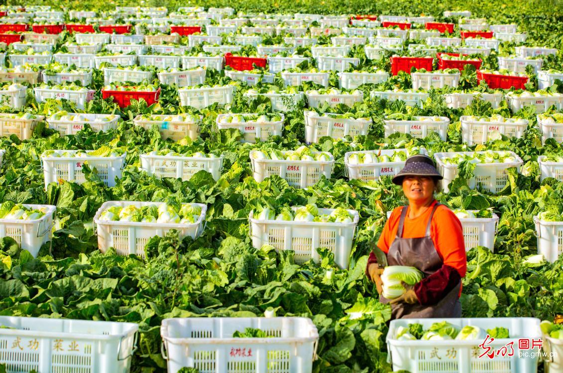 Farmers harvest baby cabbages in NW China's Gansu