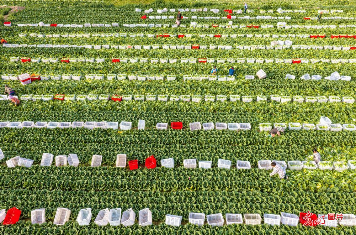 Farmers harvest baby cabbages in NW China's Gansu