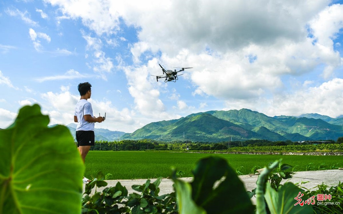 Summer Solstice field work in full swing in C China's Hunan