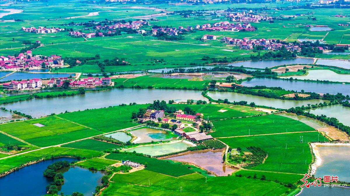 Summer countryside scenery enchants in E China's Jiangxi