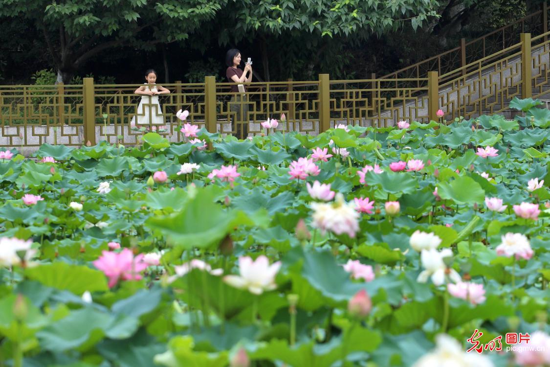 Blooming lotus flowers usher in summer across China