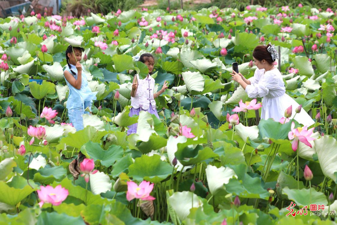 Blooming lotus flowers usher in summer across China