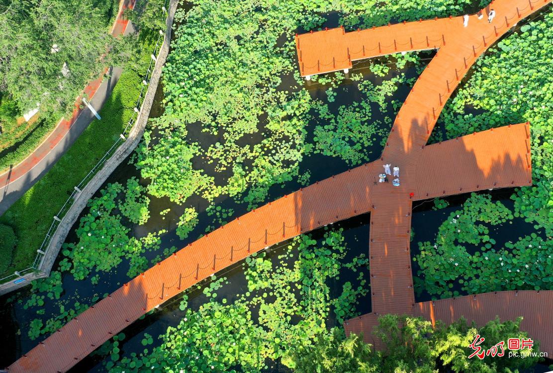 Ecological restoration boosts urban environment in E China's Shandong