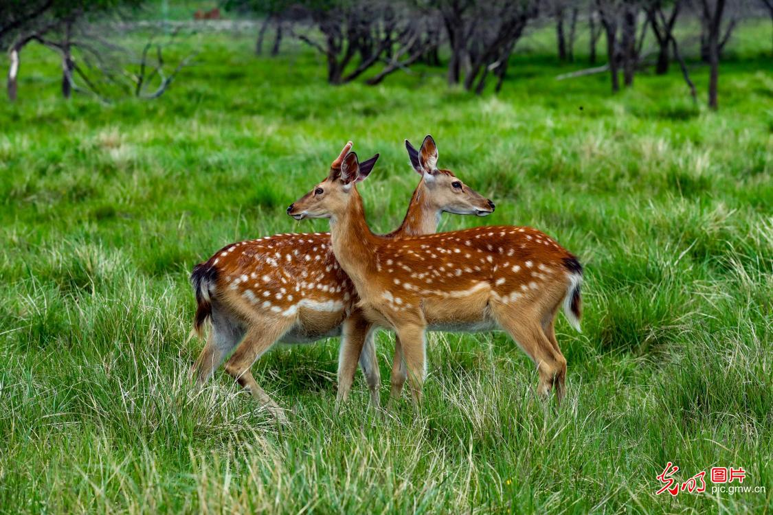 Sika deer roam grassland in N China's Inner Mongolia