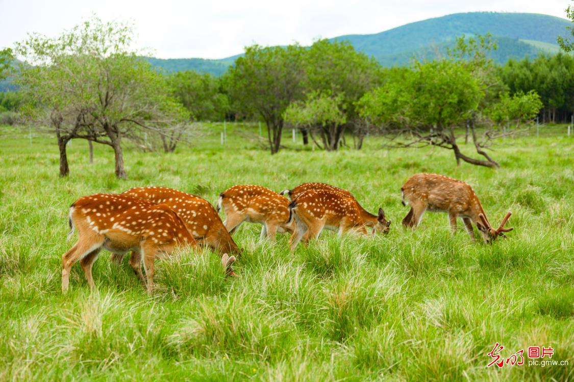 Sika deer roam grassland in N China's Inner Mongolia