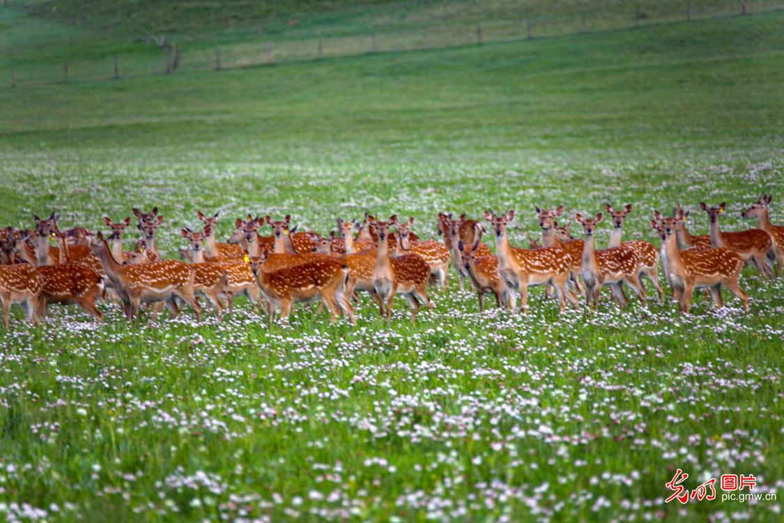 Sika deer roam grassland in N China's Inner Mongolia