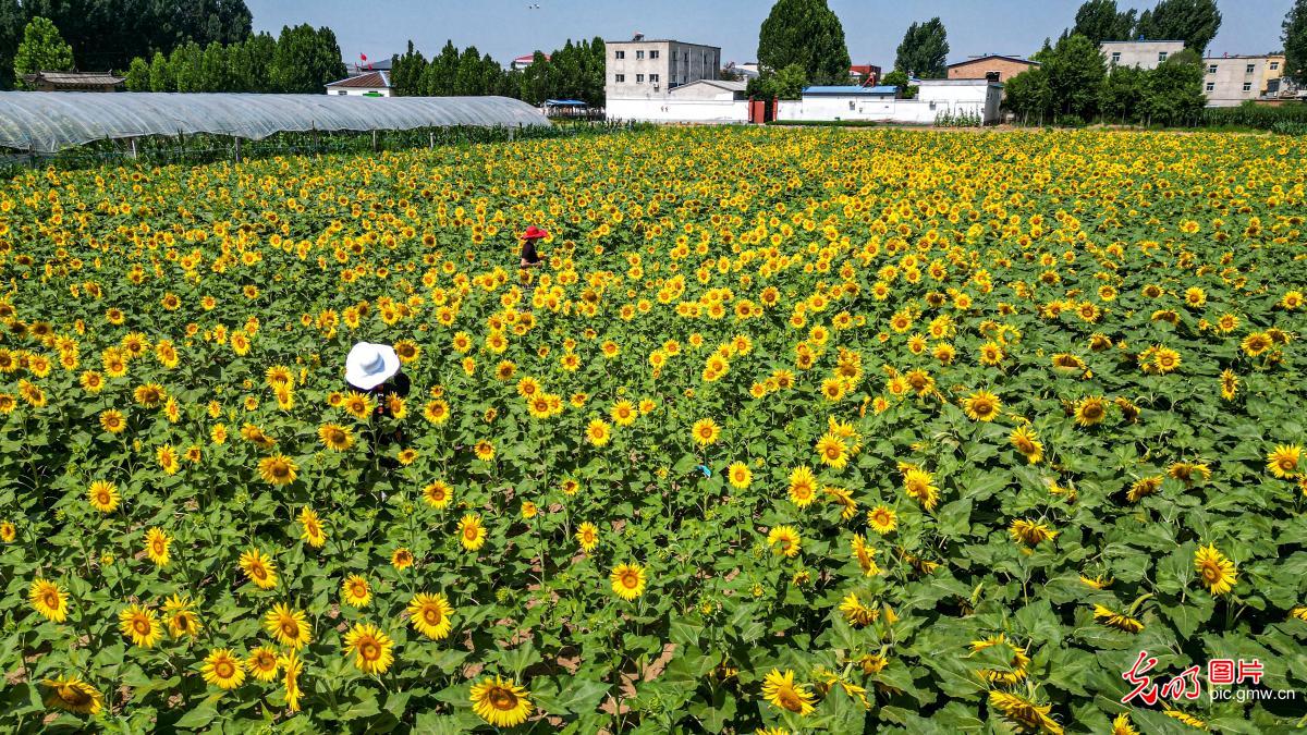 Sunflowers draw visitors to village in N China's Hebei