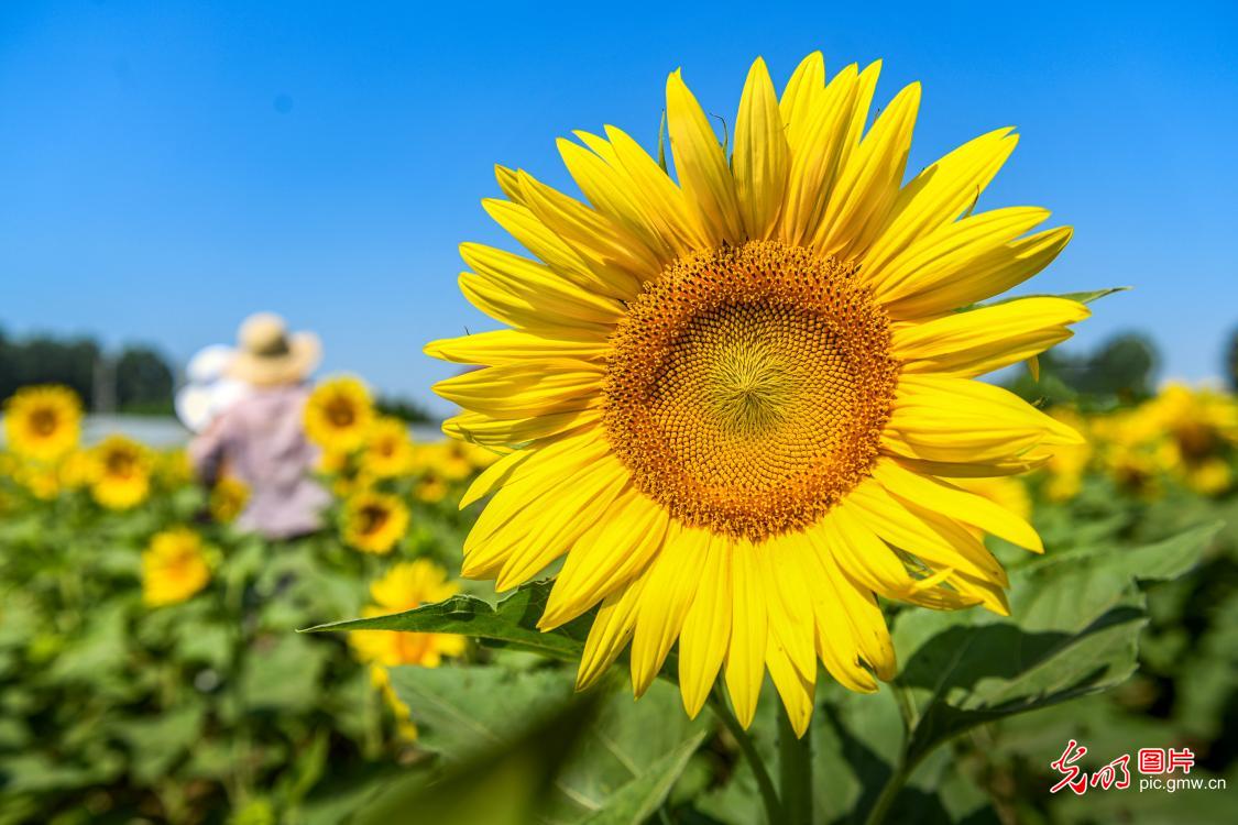 Sunflowers draw visitors to village in N China's Hebei