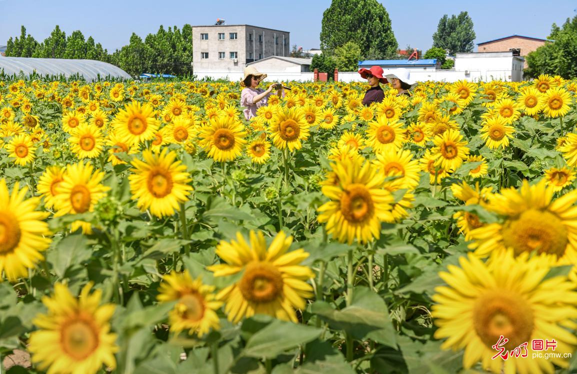 Sunflowers draw visitors to village in N China's Hebei