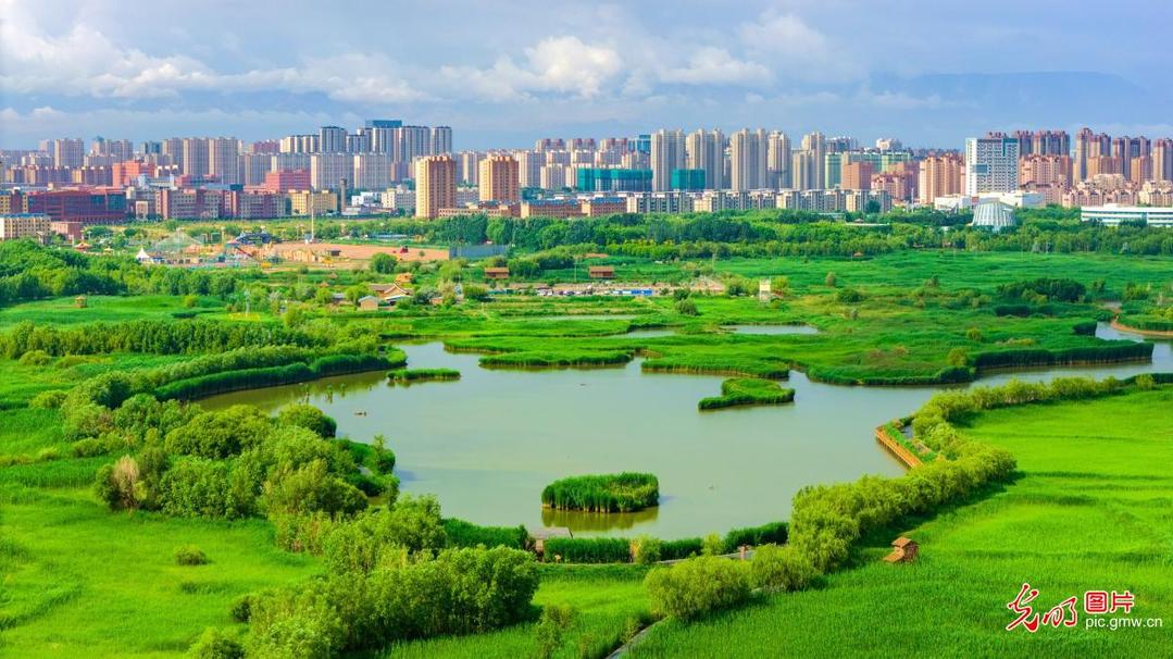 Summer scenery of wetland in NW China's Gansu