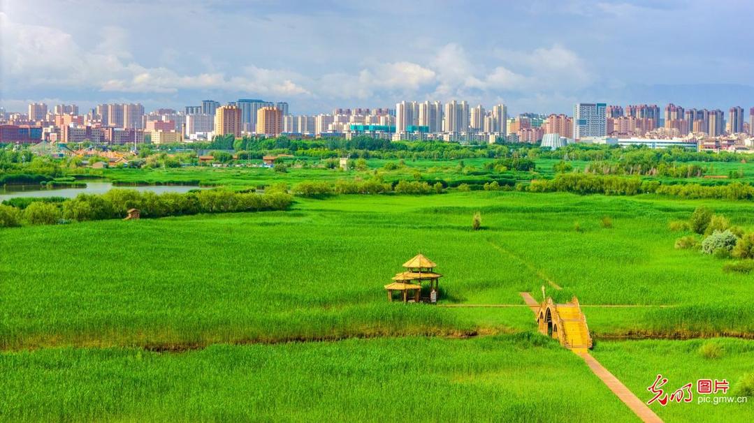 Summer scenery of wetland in NW China's Gansu