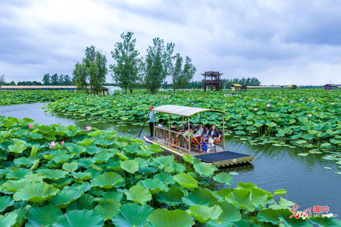 Rafting amid blooming lotus flowers Rafting amid blooming lotus flowers