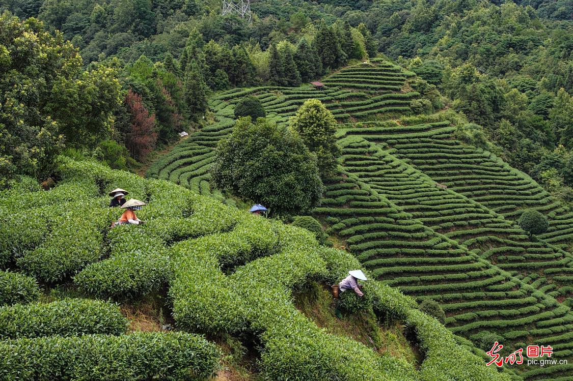 Alpine tea garden welcomes harvest season Alpine tea garden welcomes harvest season