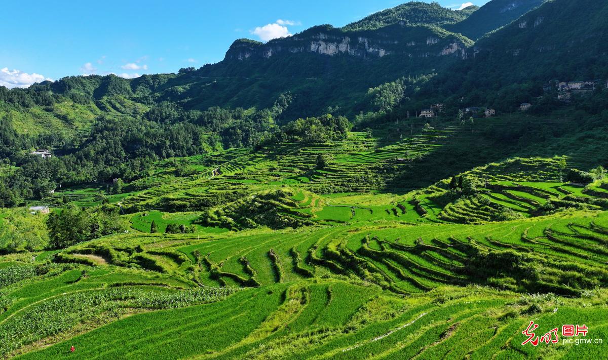 Picturesque terraced fields captivate in SW China's Chongqing Picturesque terraced fields captivate in SW China's Chongqing
