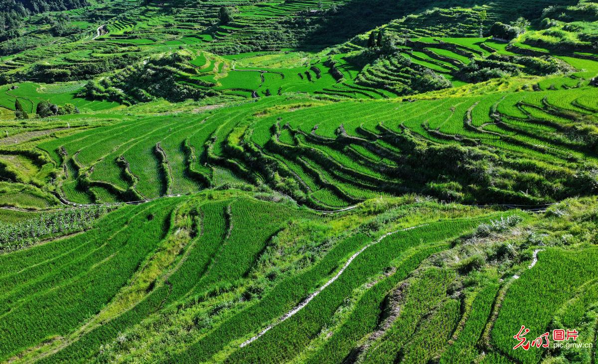 Picturesque terraced fields captivate in SW China's Chongqing Picturesque terraced fields captivate in SW China's Chongqing