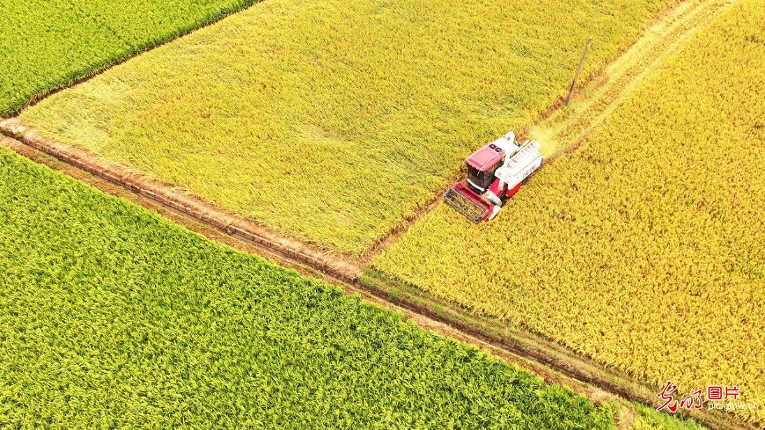 Farmers busy with summer farming across China Farmers busy with summer farming across China