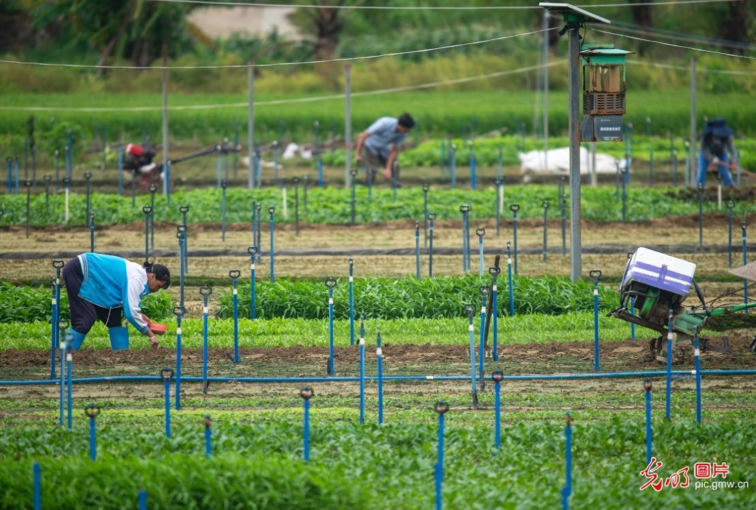 Farmers busy with summer farming across China Farmers busy with summer farming across China
