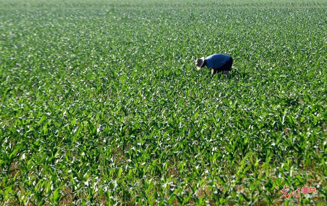 Farmers busy with summer farming across China Farmers busy with summer farming across China