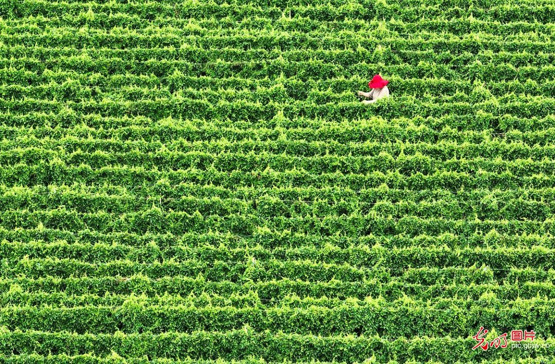 Farmers busy with summer farming across China Farmers busy with summer farming across China