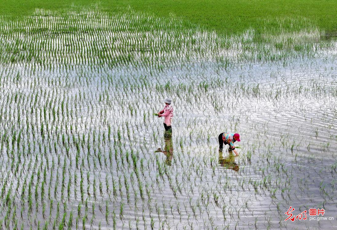 Farmers busy with summer farming across China Farmers busy with summer farming across China