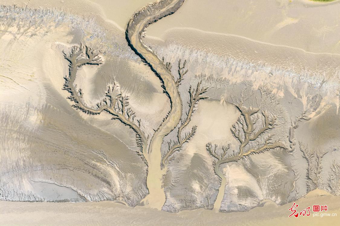 Tree-shaped water patterns emerge on Yellow River tidal flats Tree-shaped water patterns emerge on Yellow River tidal flats