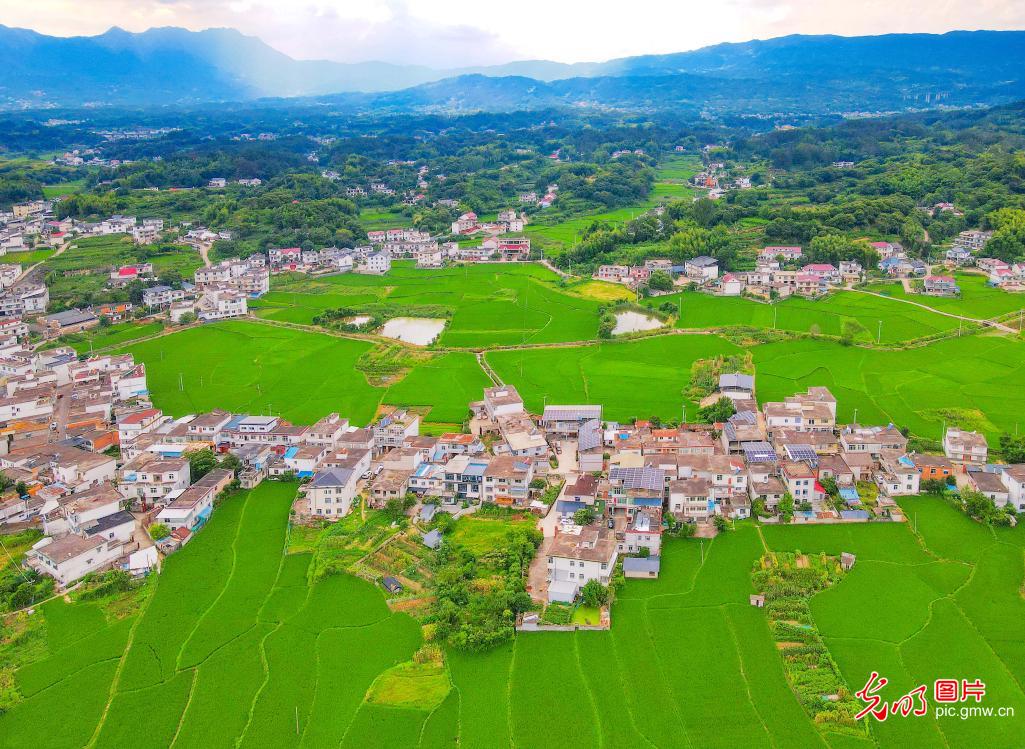 Lush rice fields frame harmonious Anhui village Lush rice fields frame harmonious Anhui village
